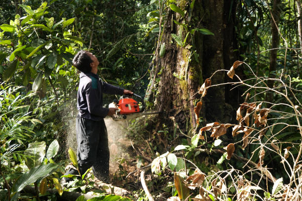 Professional Tree Services in Keys, OK